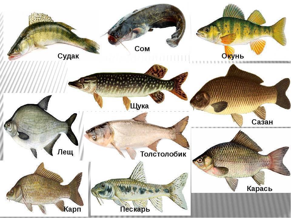 Речная рыба краткий обзор