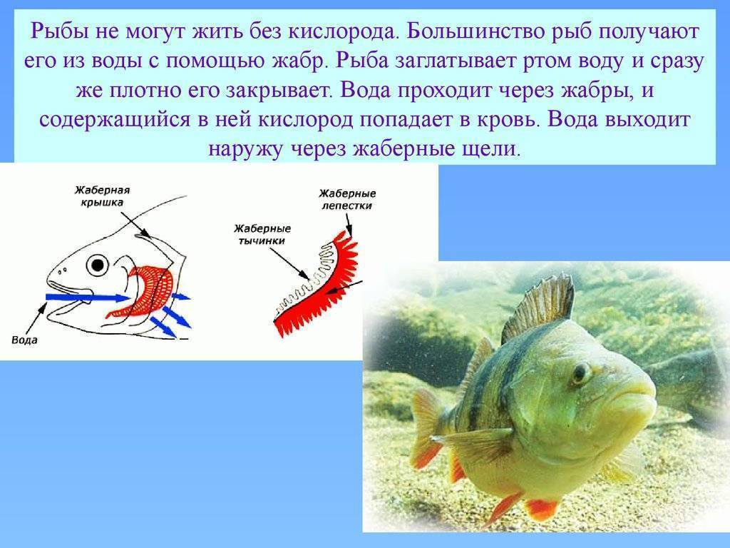 Почему рыбы живут в воде