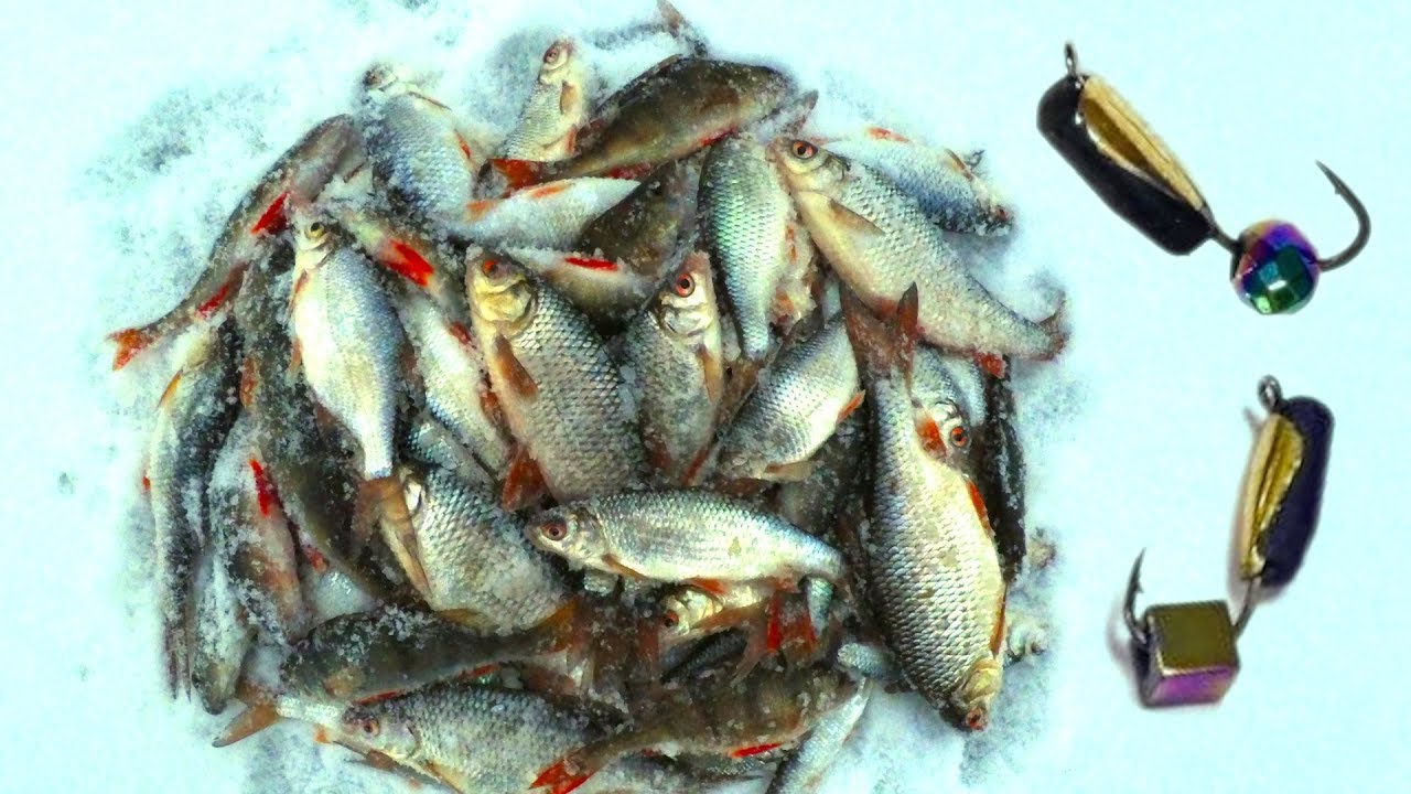 Зимняя ловля окуня на мормышку