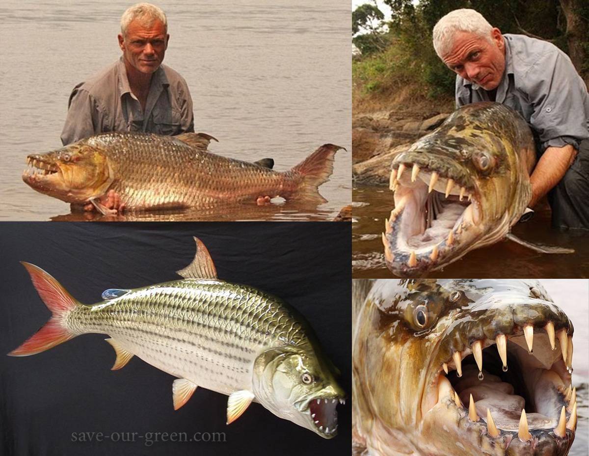 Речной монстр — тигровая рыба голиаф: описание, характеристика и интересные факты