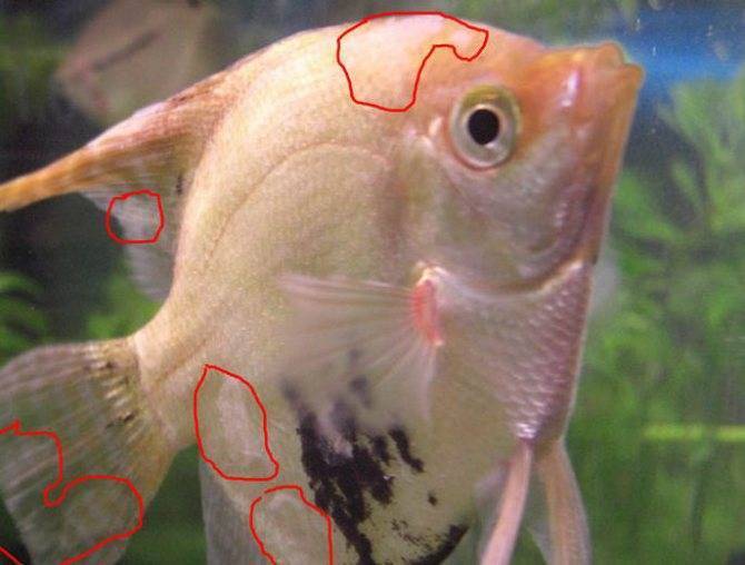 Заболевания глаз у аквариумных рыб, фото заболевания глаз у аквариумных рыб, роговичные язвы отек роговицы катаракта рыб экзофтальмия потеря глаза рыбка без глаза лечение, болезни аквариумных рыб, фот