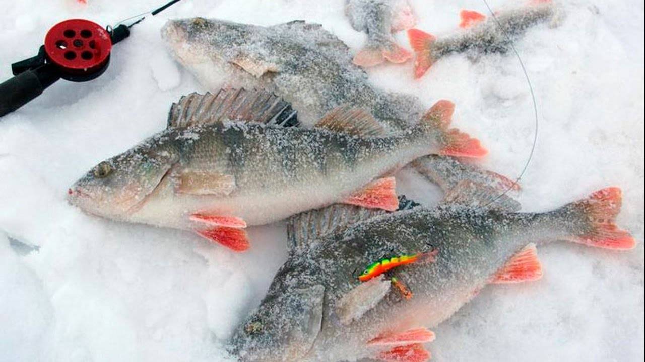 Ловля окуня по перволедью: рыбалка на окуня по первому льду