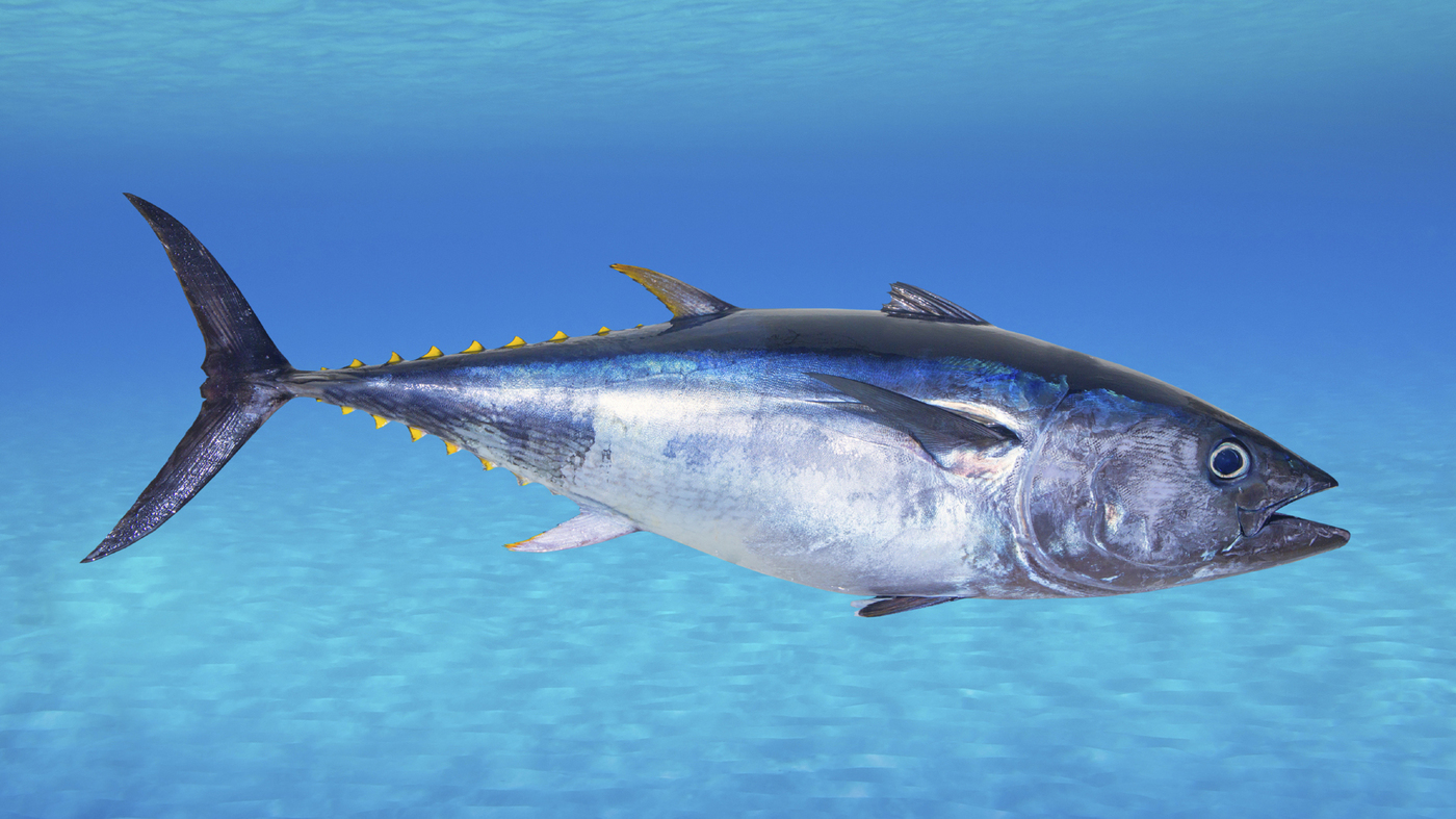 Тунец это, какая рыба. тунец: виды, свойства и способы приготовления