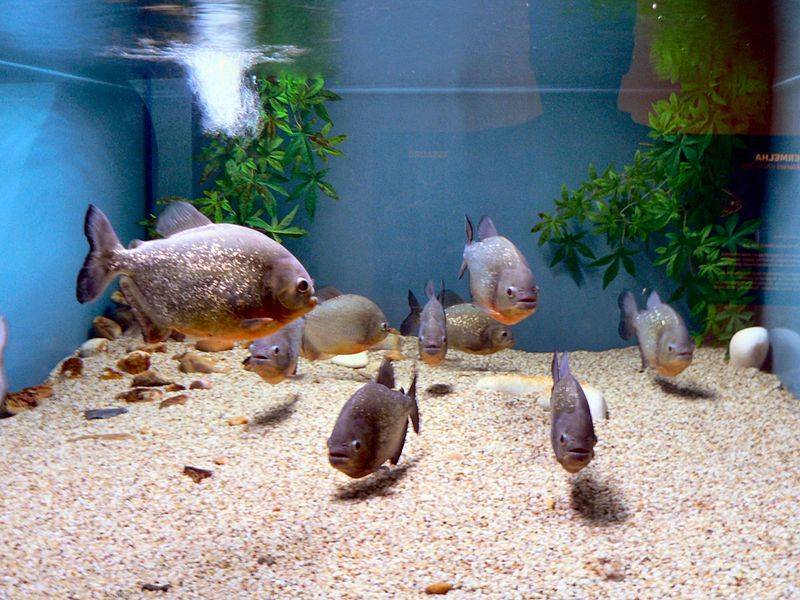 Как разводить аквариумных рыбок в домашних условиях