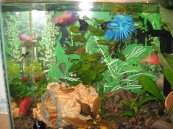 Петушок рыбка ???? (betta splendens): содержание, виды , совместимость, размножение, фото-видео обзор - aqa.wiki