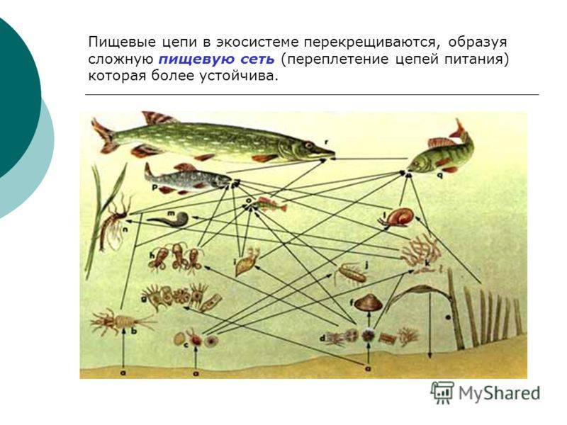 Рыба линь: характеристики, образ жизни, как ловить и рыбный бизнес