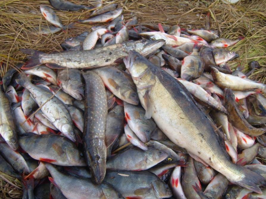 Рыбные места в кировской области и кирово