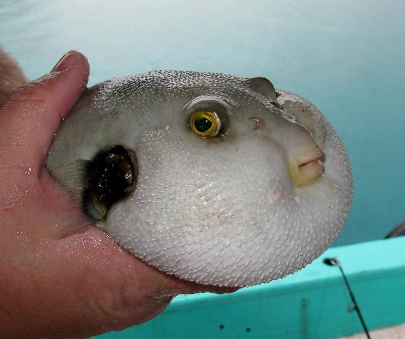Рыба шар (с колючками и шипами): содержание, совместимость, размножение, уход, кормление, фото