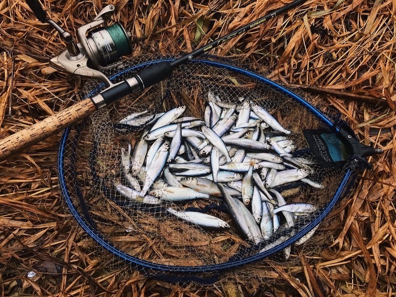 Как ловить плотву на фидер: выбор снасти и техники рыбалки