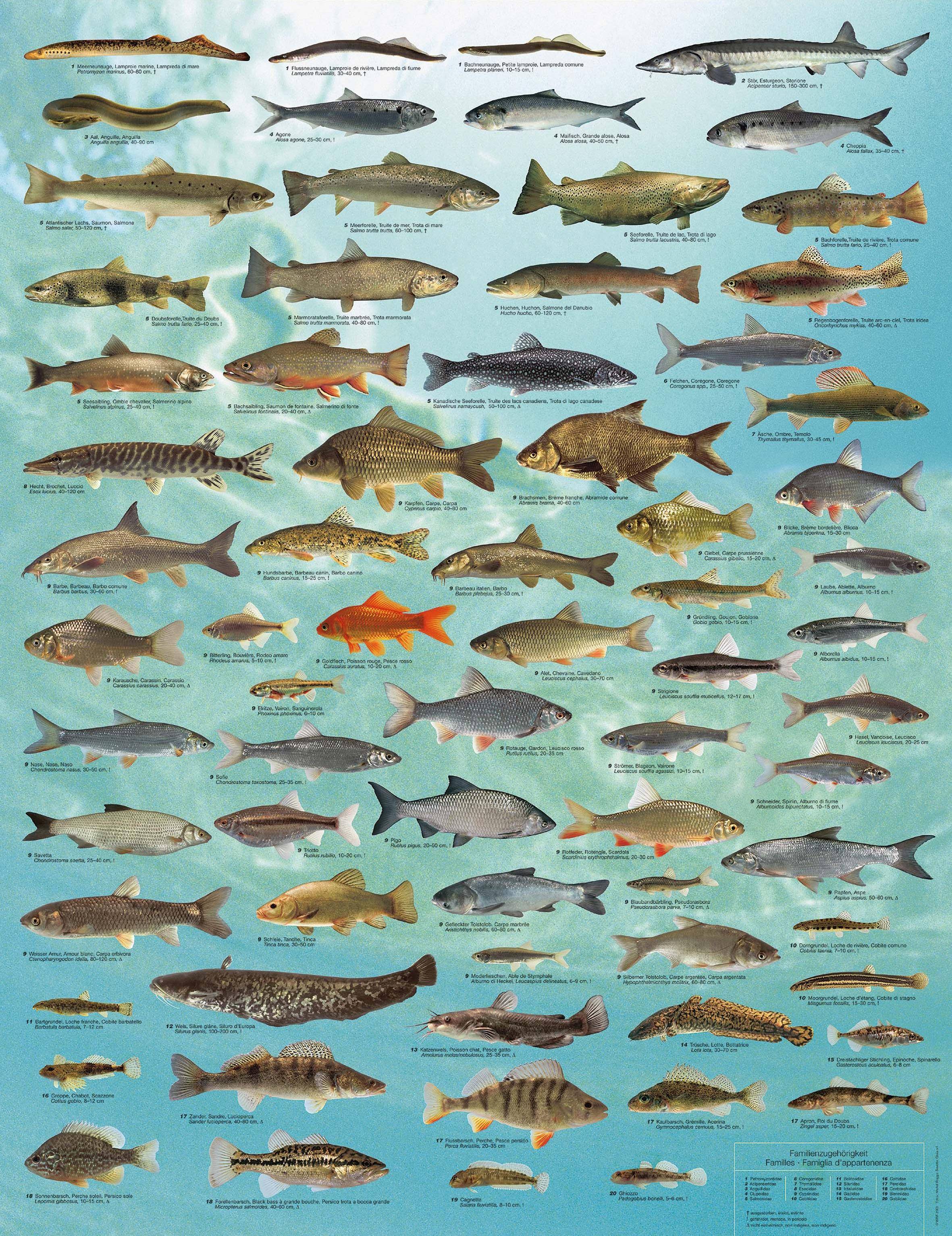 Рыбы (группа животных): представители с фото и описаниями