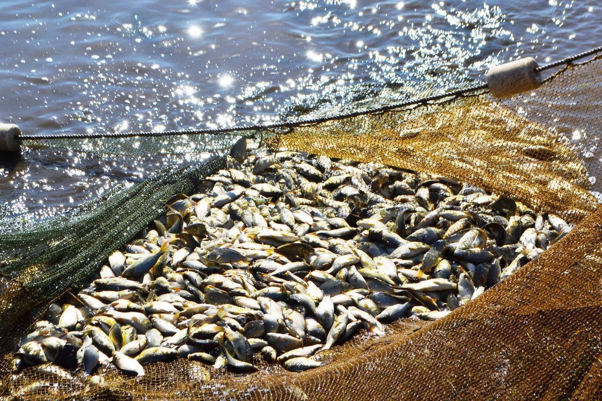 Ловля рыбы во время нереста