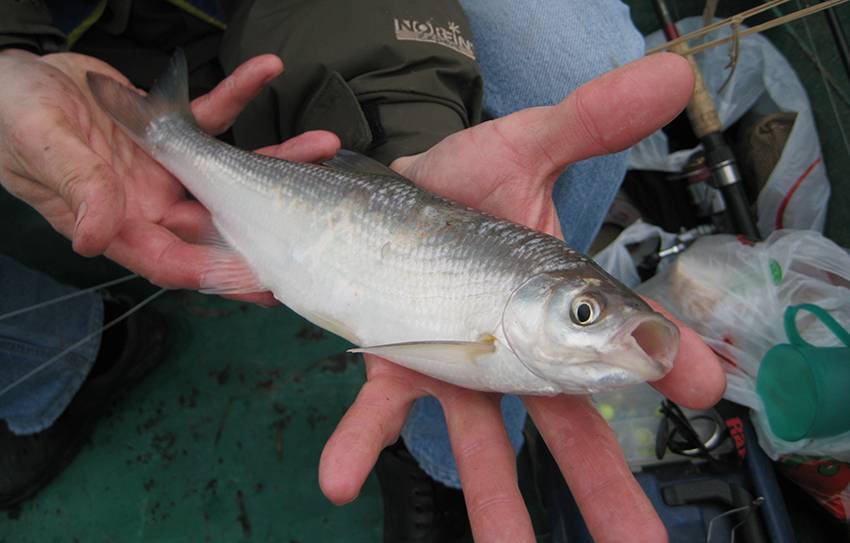 Рыбалка в темрюке: особенности ловли, какие есть рыболовные базы, видовой состав рыб
