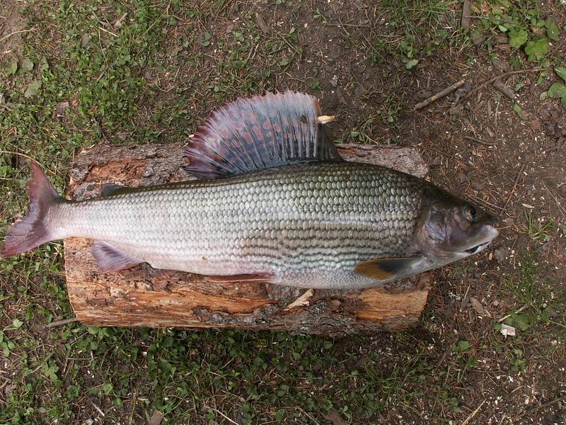 Рыба хариус: фото как выглядит, где и как ловить