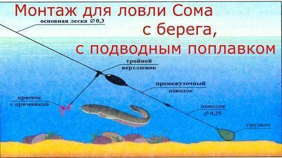 Ловля судака на живца видео – рыбалка онлайн ? prorybu.ru