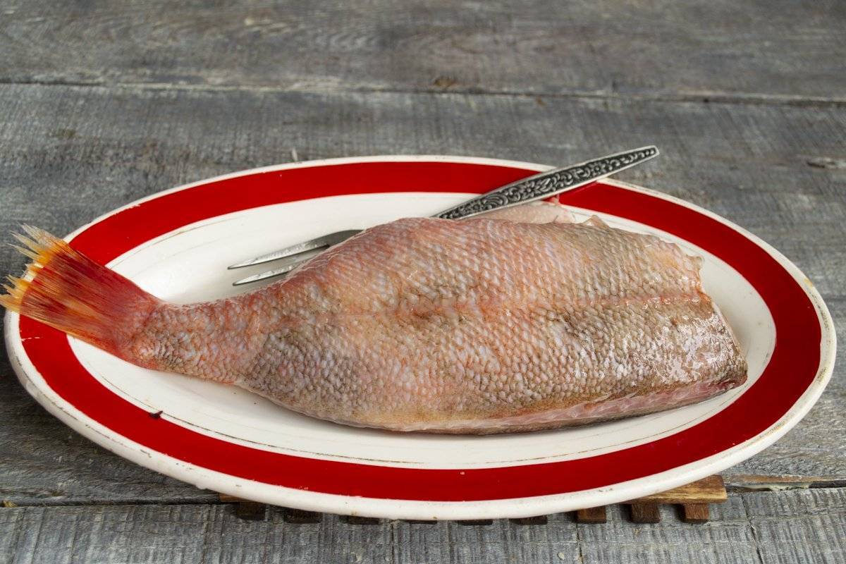 Морской окунь: особенности рыбы, тактика ловли, вкусовые качества