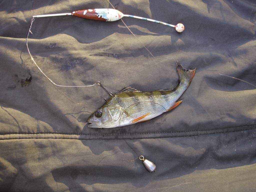 Как рыбачить на спиннинг – когда и кого можно ловить?