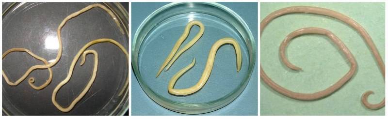 Основные виды паразитических червей (гельминтов)