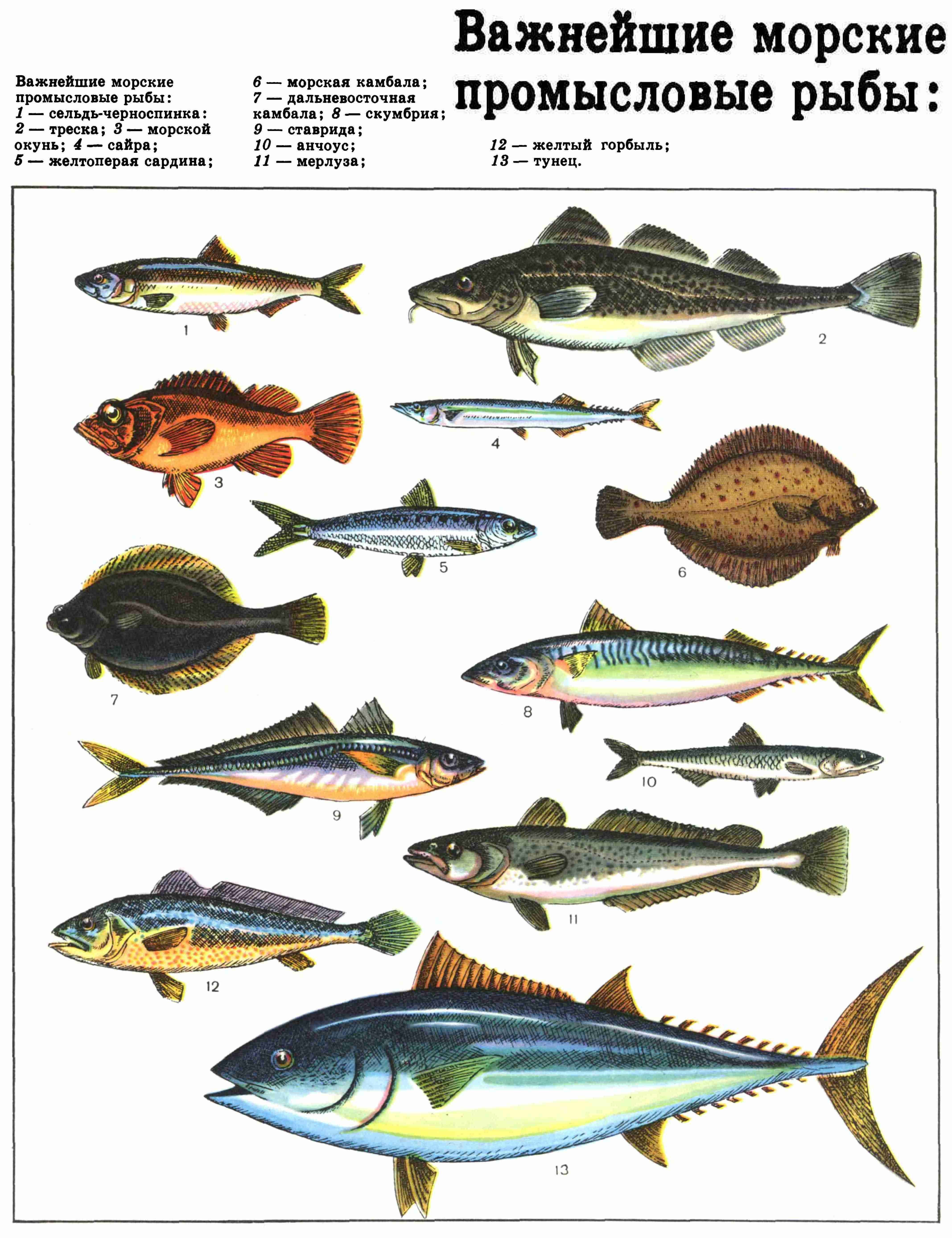 Рыба тресковых пород список с фото и названиями