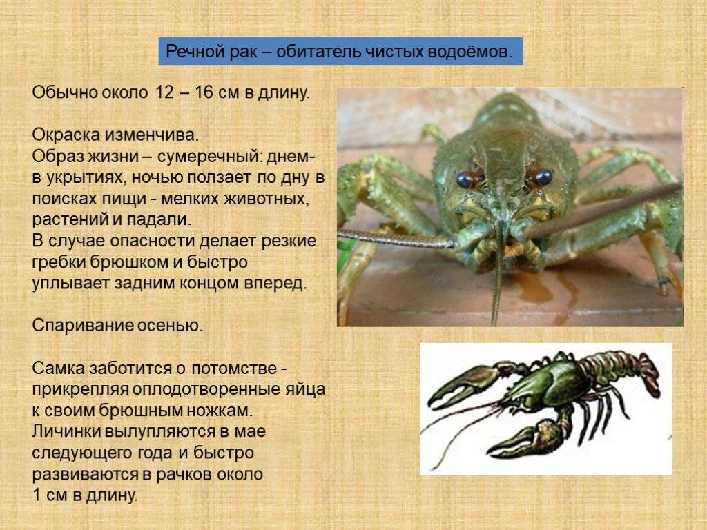 Ракообразные характеристика. Сообщение о люомракообразном. Сообщение о ракообразных. Сообщение о любом ракообразном. Ракообразные доклад.