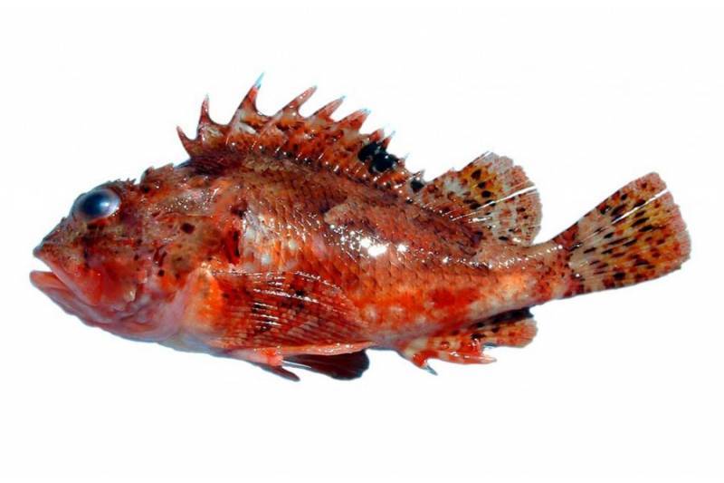 Скорпена черноморская можно ли есть. кто такая рыба скорпена? морской ерш, или черноморская скорпена