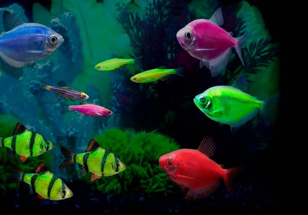 Неон (рыбка): содержание, уход. совместимость в аквариуме с другими рыбками