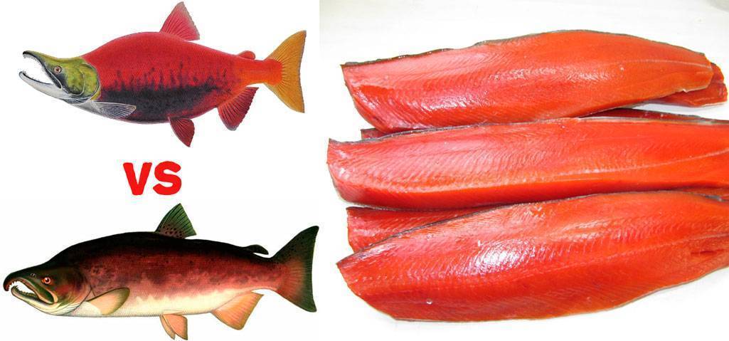 Чья икра из лососевых рыб крупнее, вкуснее, полезнее, дороже, ценнее — кеты, нерки, кижуча или горбуши: сравнение. красная икра: какая бывает, какая самая лучшая и чем отличается у разных лососевых рыб? лучше красная икра: крупная или мелкая?