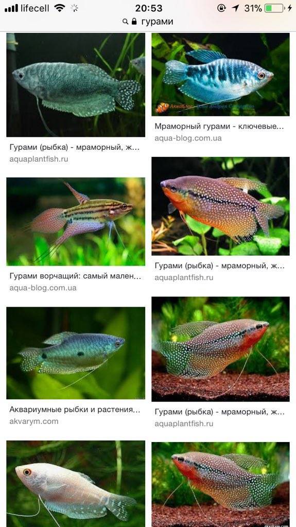 Гурами мраморный: фото самки и самца, содержание, разведение, совместимость в аквариуме :: syl.ru