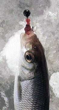 За зимним ельцом