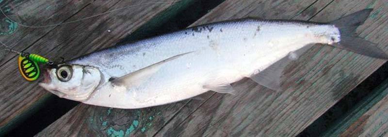 Рыбалка в трехречье летом: ахтубинский сазан на жмых (макуху) - рыбалка на ахтубе с комфортом - база трёхречье