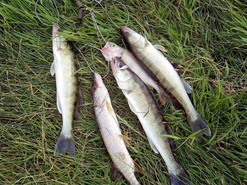 Рыбалка на вуоксе – главные особенности