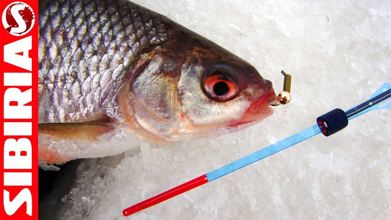 Как ловить окуня на чертика зимой, видео рыбалки