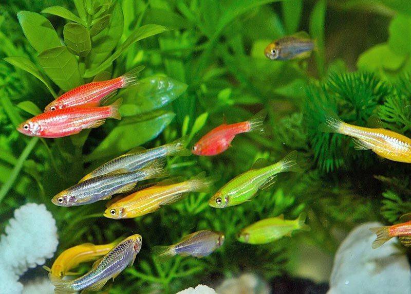 Данио глофиш (danio glofish): содержание и размножение флуоресцентных рыбок, фото разноцветных видов, а также совместимость, болезни и правила кормления