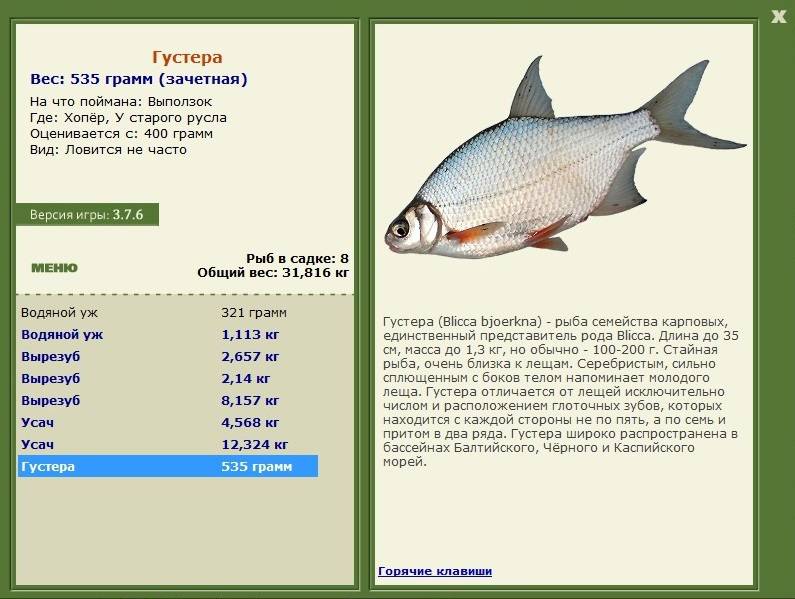 Густерка что за рыба фото и описание