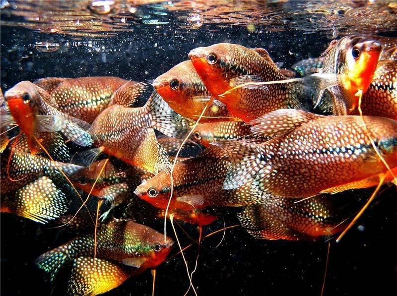 Гурами рыбка. особенности, питание и содержание гурами в аквариуме | животный мир