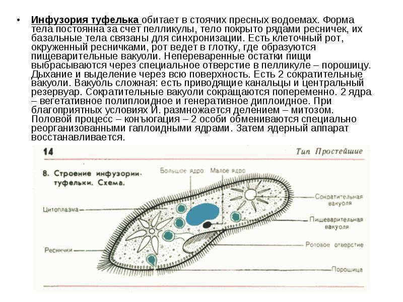 Биология – инфузория туфелька: особенности строения, передвижения и жизнедеятельности, питание, особенности, размножение: схемы и рисунки