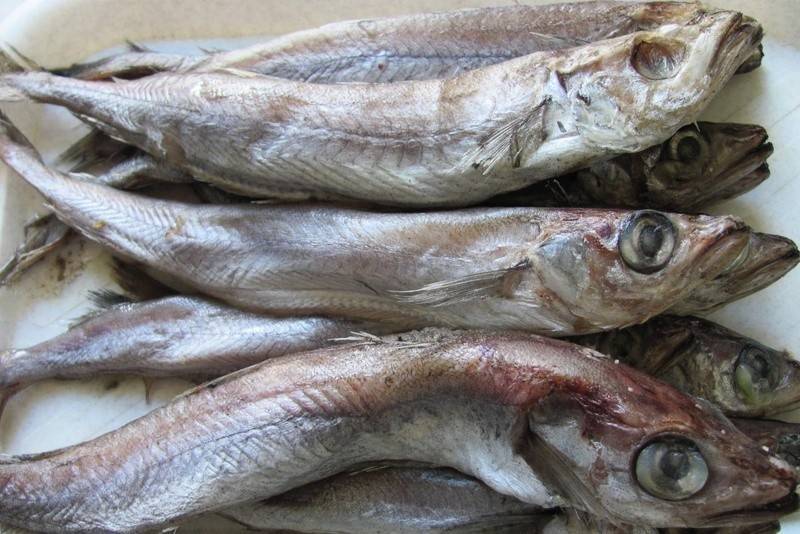 Рыба путассу: польза и вред океанской рыбки. какими полезными свойствами обладает и может ли быть вред от путассу | онлайн журнал "женские разговоры"
