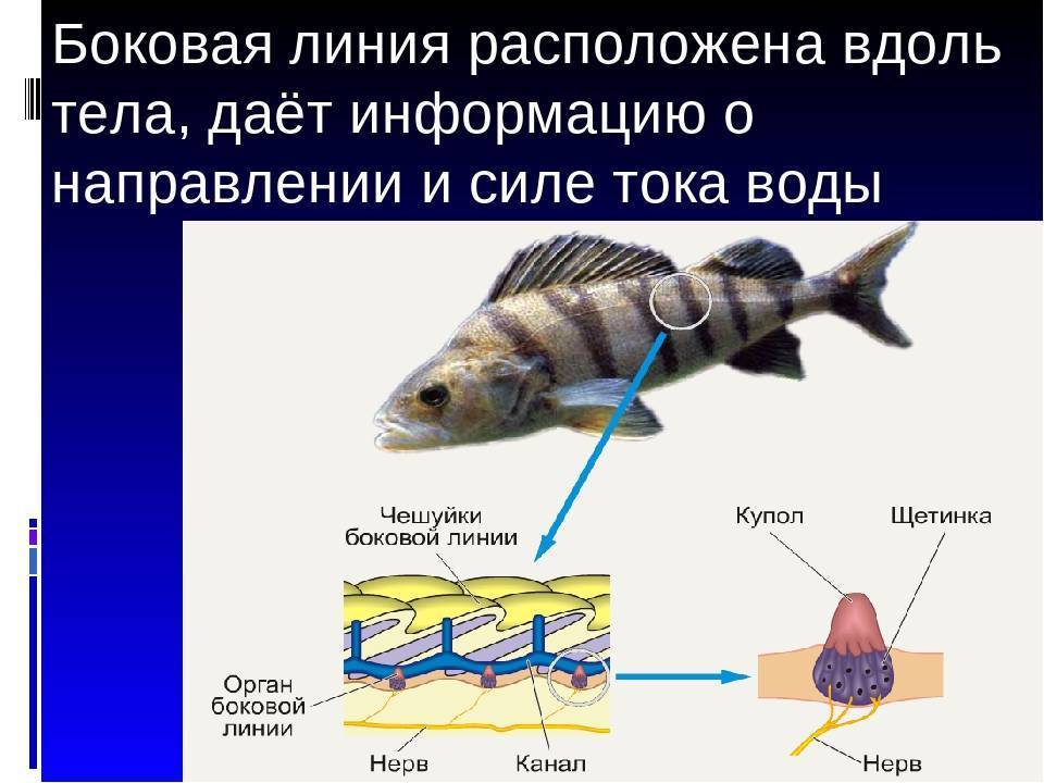 Органы боковой линии у каких рыб. Боковая линия у рыб. Строение боковой линии у рыб. Строение органа боковой линии у рыб. Боковая линия орган чувств у рыб.