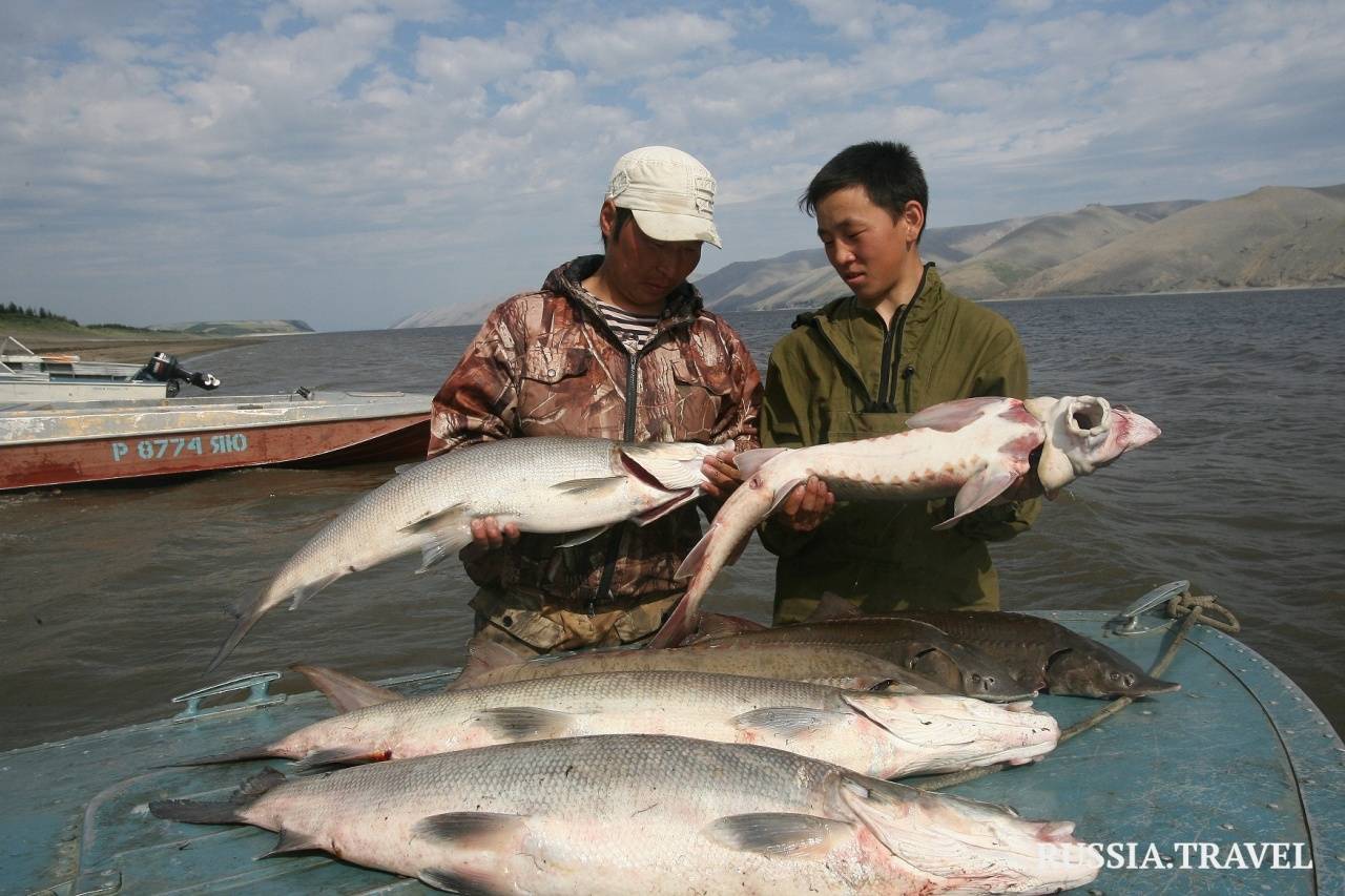 Какие рыбы в море лаптевых. Море Лаптевых рыбалка. Рыба Якутии. Промысловые рыбы. Карское море рыба.