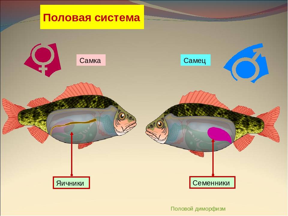 Размножение рыб. стадии развития и забота о потомстве