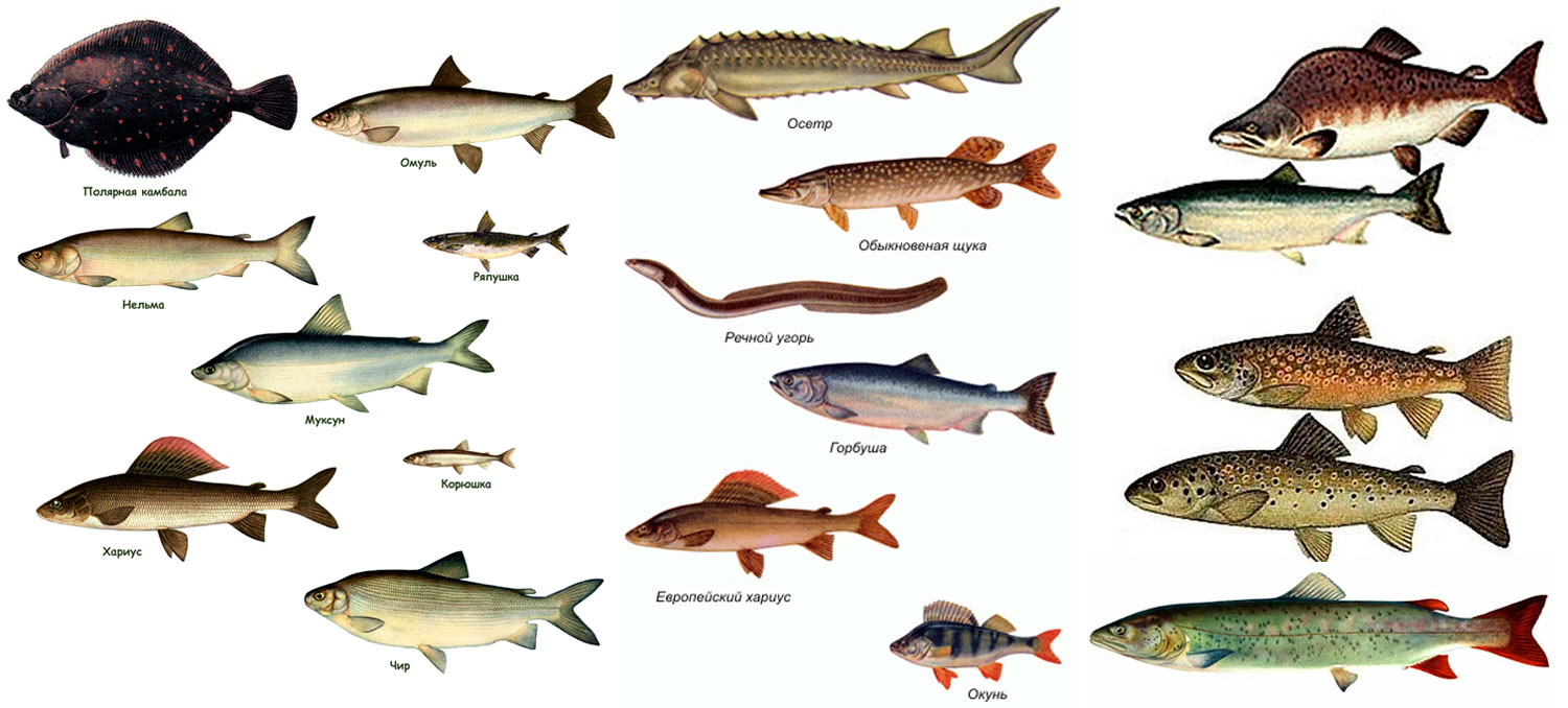 Рыбы рек россии картинки