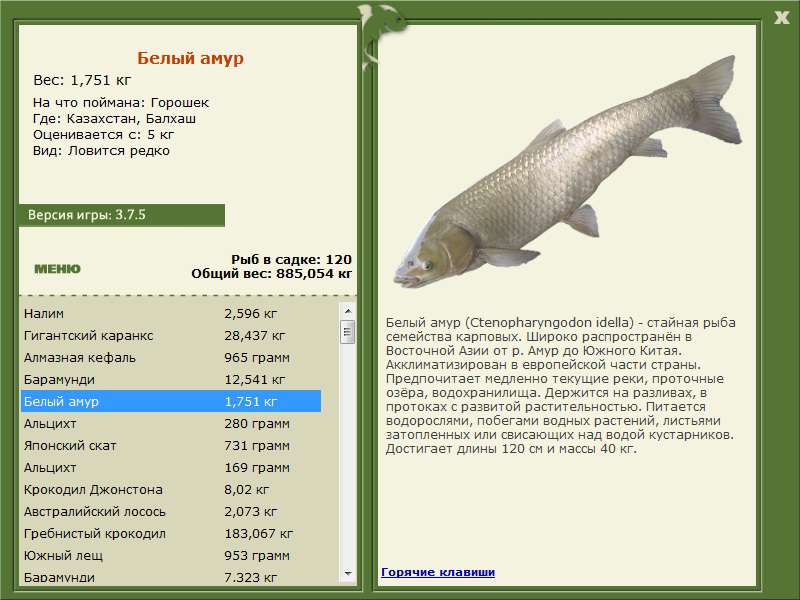 Максимальный вес рыб. Белый Амур Размеры и вес. Белый Амур рыба максимальный вес. Белый Амур вес. Амур рыба вес.