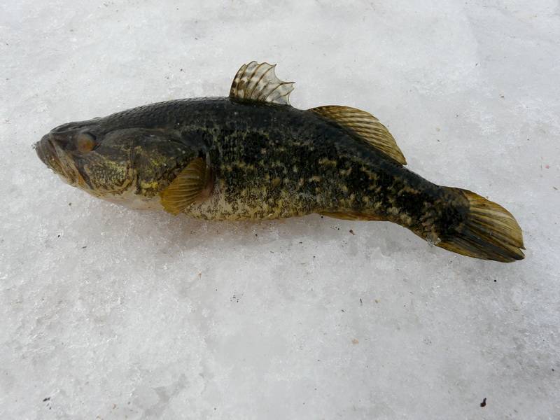 Ловля ротана по первому льду – интересная и результативная рыбалка | клёвый | яндекс дзен