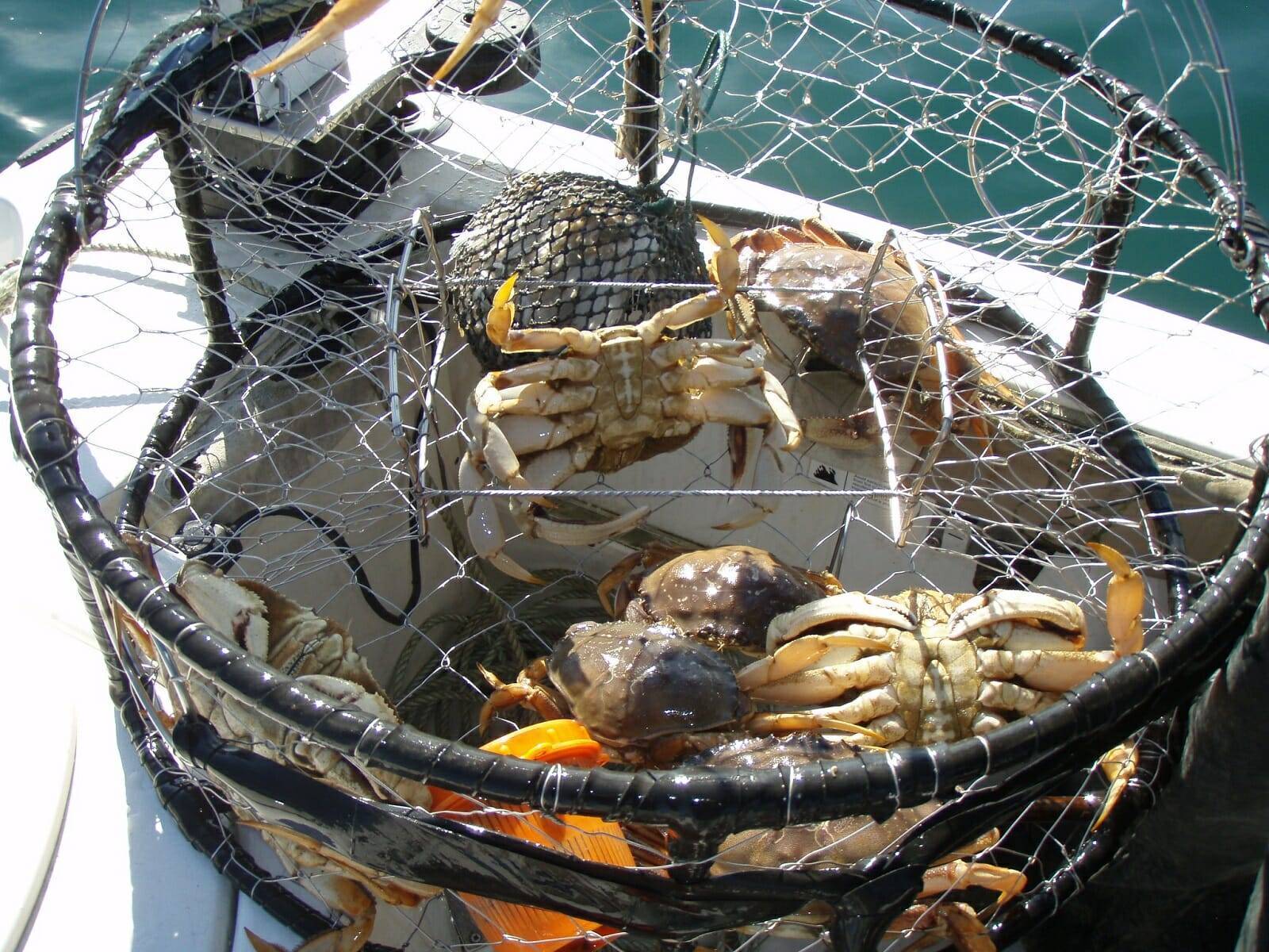 Штраф за ловлю рыбы рыболовными сетями в 2020 году — таблица штрафов рыбнадзора за браконьерство (рыба и раки)