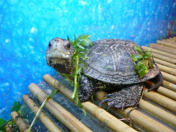 Красноухая черепаха: уход и кормление в домашних условиях