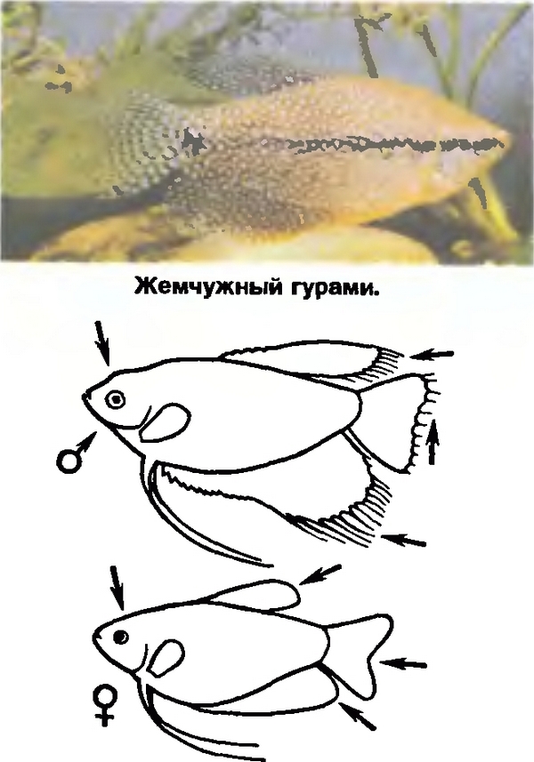 Гурами. описание, виды, условия содержания и размножения - aqua-tropica.ru