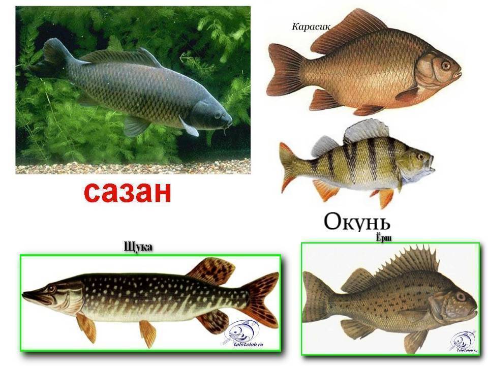 Карп рыба: места обитания, образ жизни и виды карпа, скорость роста и нерест
