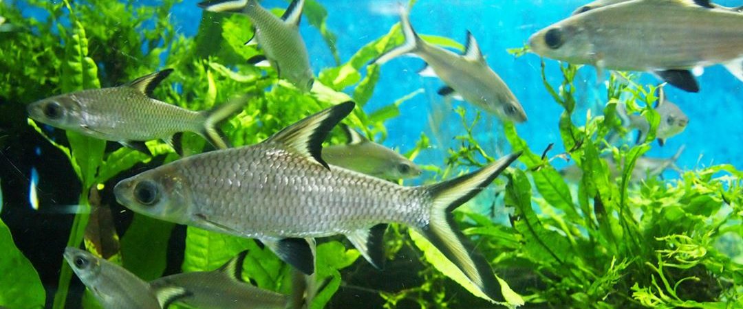 ᐉ акулий балу: содержание и совместимость с другими аквариумными рыбками - kcc-zoo.ru
