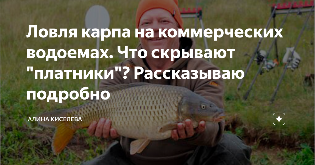ᐉ ловля карпа на фидерную снасть - ✅ ribalka-snasti.ru