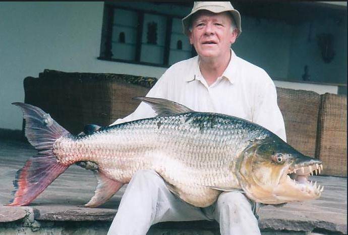 Хищный гидроцин — большая тигровая рыба