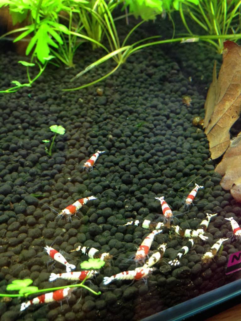 Разнообразие видов аквариумных креветок, содержание и размножение